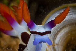 Nembrotha rutilans.  Ningaloo Reef, Western Australia.  C... by Ross Gudgeon 